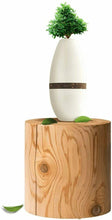 Load image into Gallery viewer, Biotree Planter Cremation Urn Natural Bamboo & Plant Fiber Holds 90 Cubic Inches