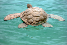 Load image into Gallery viewer, Natural Biodegradable Paper Turtle, Hand Crafted Keepsake Cremation Urn