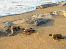 Load image into Gallery viewer, Natural Biodegradable Paper Turtle, Hand Crafted Keepsake Cremation Urn