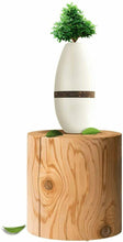 Load image into Gallery viewer, Biotree Planter Cremation Urn Natural Bamboo &amp; Plant Fiber Holds 90 Cubic Inches
